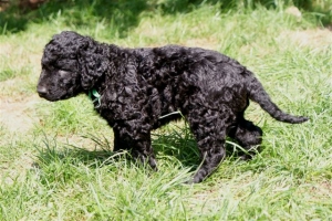 Chilli_5 Wochen alt_6    