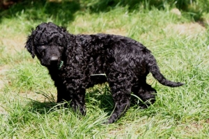 Chilli_5 Wochen alt_7    