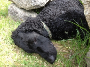 Steine bieten Schatten   