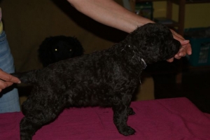 Cosmo_4 Wochen alt_1 