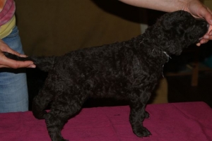 Cosmo_4 Wochen alt_2 