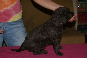 Cosmo_4 Wochen alt_3 