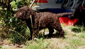 Cosmo_5 Wochen alt_1 