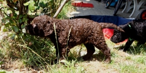 Cosmo_5 Wochen alt_2 