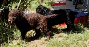 Cosmo_5 Wochen alt_3 