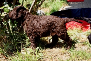 Cosmo_5 Wochen alt_4 