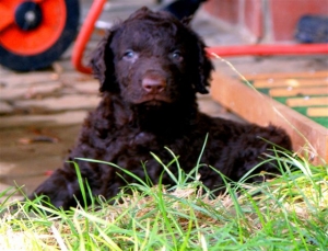 Cosmo_5 Wochen alt_5 