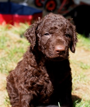 Cosmo_5 Wochen alt_6 