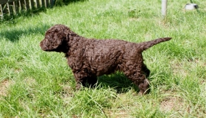 Cosmo_5 Wochen alt_7 