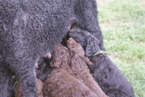 E-Wurf 6 Wochen alt 015