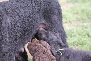 E-Wurf 6 Wochen alt 016