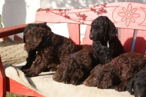 E-Wurf 6 Wochen alt 103