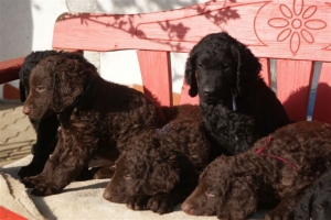 E-Wurf 6 Wochen alt 105