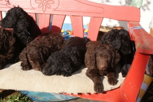 E-Wurf 6 Wochen alt 109