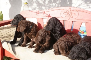 E-Wurf 6 Wochen alt 110