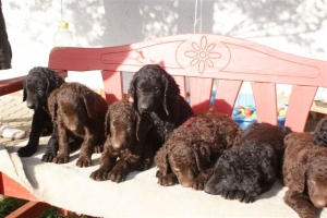 E-Wurf 6 Wochen alt 112