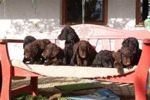 E-Wurf 6 Wochen alt 114