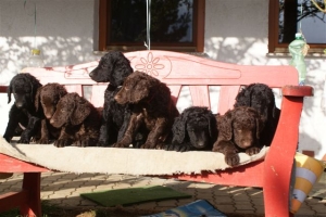 E-Wurf 6 Wochen alt 115