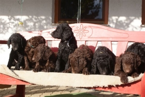 E-Wurf 6 Wochen alt 116