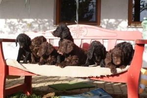 E-Wurf 6 Wochen alt 118