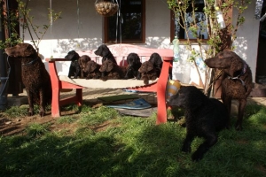 E-Wurf 6 Wochen alt 121