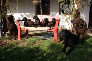 E-Wurf 6 Wochen alt 122