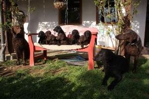 E-Wurf 6 Wochen alt 123