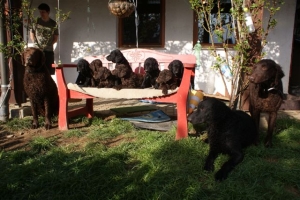 E-Wurf 6 Wochen alt 124