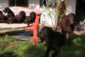 E-Wurf 6 Wochen alt 126