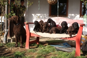 E-Wurf 6 Wochen alt 127