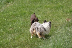 E-Wurf,8 Wochen alt 021