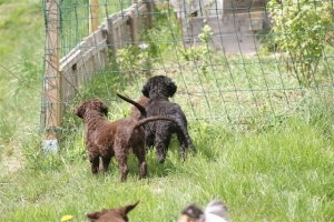 E-Wurf,8 Wochen alt 034