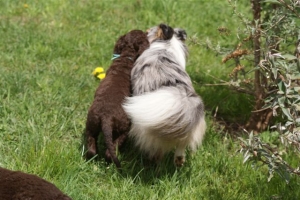 E-Wurf,8 Wochen alt 079