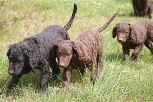 E-Wurf,8 Wochen alt 095