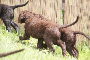 E-Wurf,8 Wochen alt 098