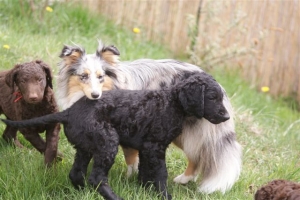 E-Wurf,8 Wochen alt 114