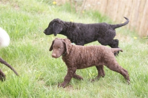 E-Wurf,8 Wochen alt 118