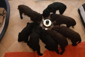 E-Wurf_28 Tage alt_Arnoldstein Cocker 023