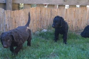 E-Wurf_28 Tage alt_Arnoldstein Cocker_5 Wochen alt 005