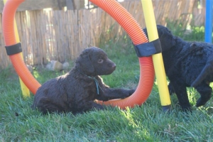 E-Wurf_28 Tage alt_Arnoldstein Cocker_5 Wochen alt 008