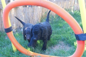 E-Wurf_28 Tage alt_Arnoldstein Cocker_5 Wochen alt 019