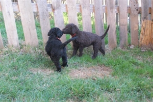 E-Wurf_28 Tage alt_Arnoldstein Cocker_5 Wochen alt 042