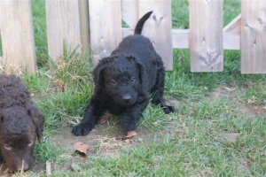 E-Wurf_28 Tage alt_Arnoldstein Cocker_5 Wochen alt 044