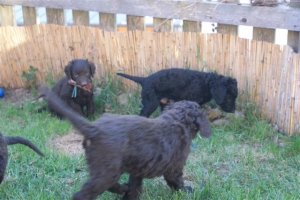 E-Wurf_28 Tage alt_Arnoldstein Cocker_5 Wochen alt 052