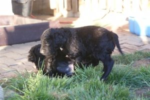 E-Wurf_28 Tage alt_Arnoldstein Cocker_5 Wochen alt 061