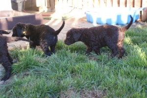 E-Wurf_28 Tage alt_Arnoldstein Cocker_5 Wochen alt 065