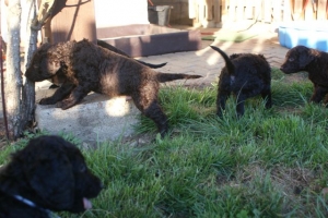 E-Wurf_28 Tage alt_Arnoldstein Cocker_5 Wochen alt 066