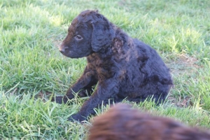 E-Wurf_28 Tage alt_Arnoldstein Cocker_5 Wochen alt 068