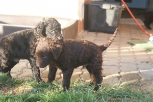 E-Wurf_28 Tage alt_Arnoldstein Cocker_5 Wochen alt 080