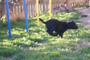 E-Wurf_28 Tage alt_Arnoldstein Cocker_5 Wochen alt 086